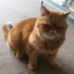 Joyriders kill cat in sick game in North Edinburgh