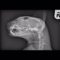 Cat shot at close range left with air rifle pellet embedded in skull