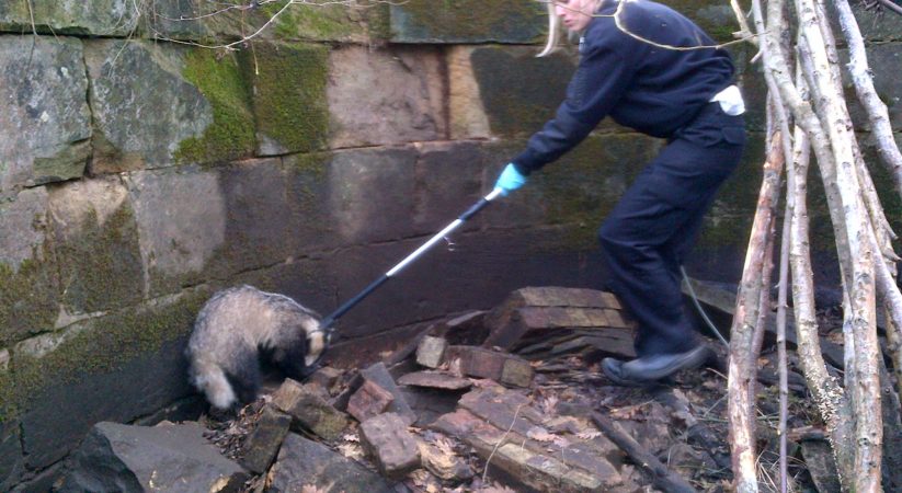 Scottish SPCA rescue badger stuck down mine shaft in Bonnyrigg