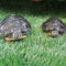 SSPCA investigate after terrapins abandoned in Musselburgh