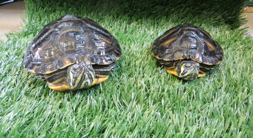 SSPCA investigate after terrapins abandoned in Musselburgh
