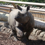Fire service help rescue Rhino at Edinburgh Zoo