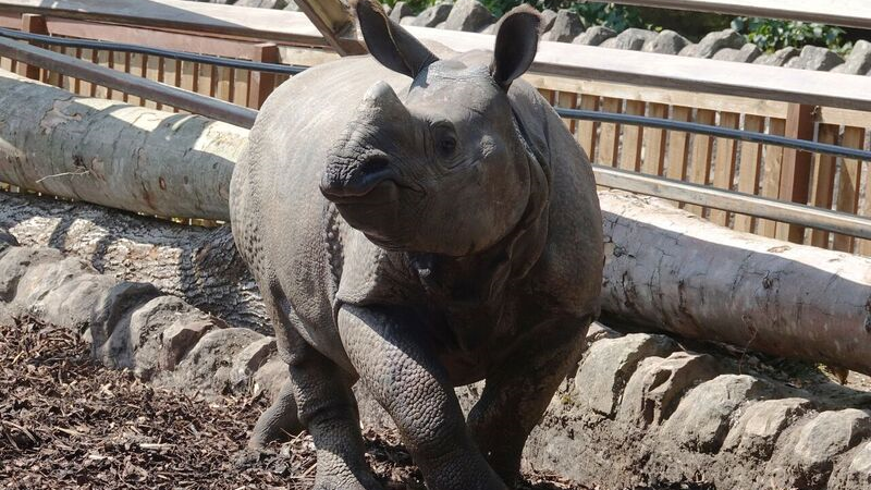 Fire service help rescue Rhino at Edinburgh Zoo