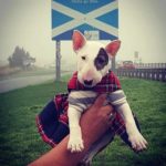 Charity Bull Terrier event to be held in Edinburgh