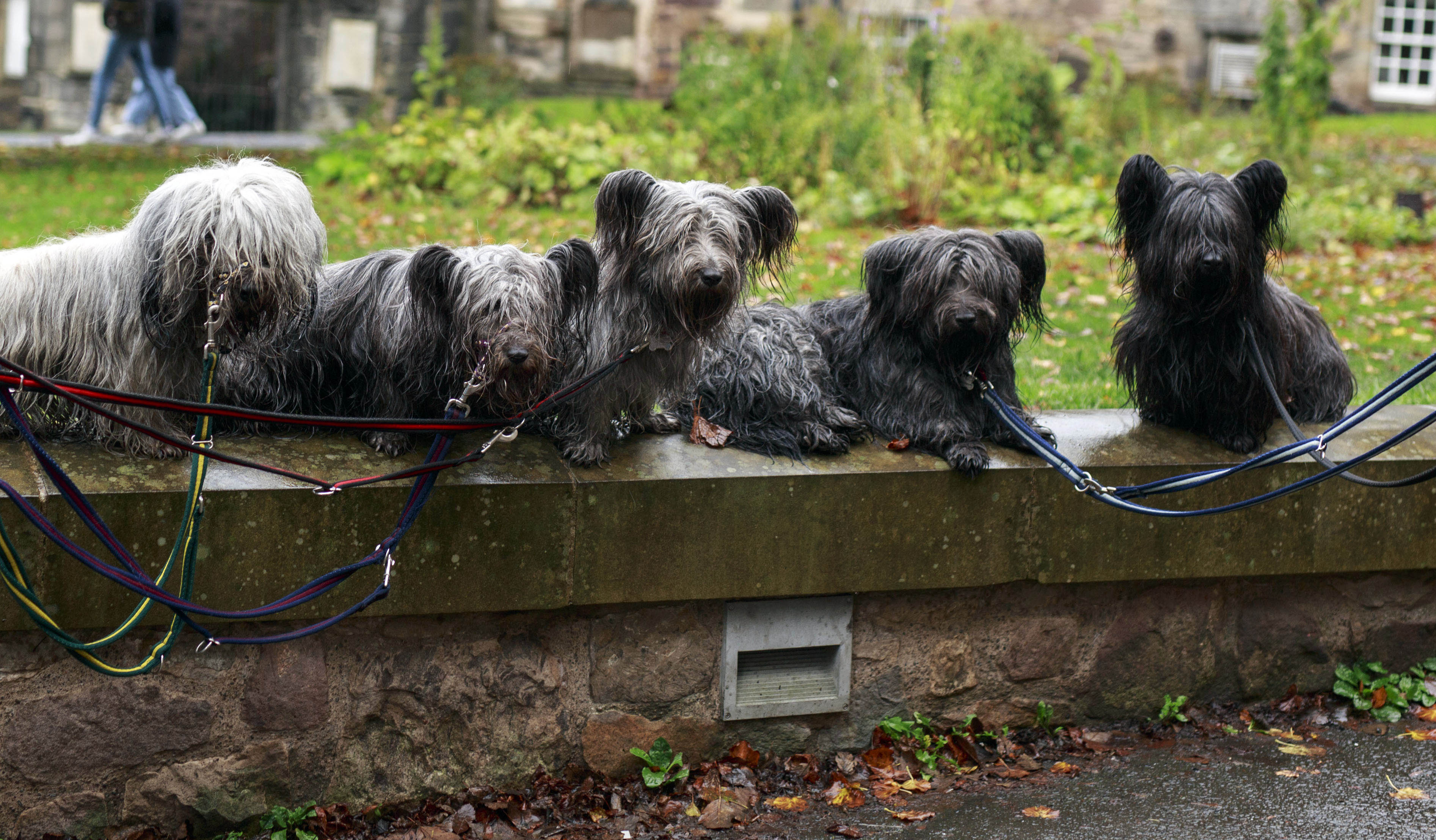 Pet Blessing Ceremony Greyfriars Kirk Edinburgh. Live Edinburgh News