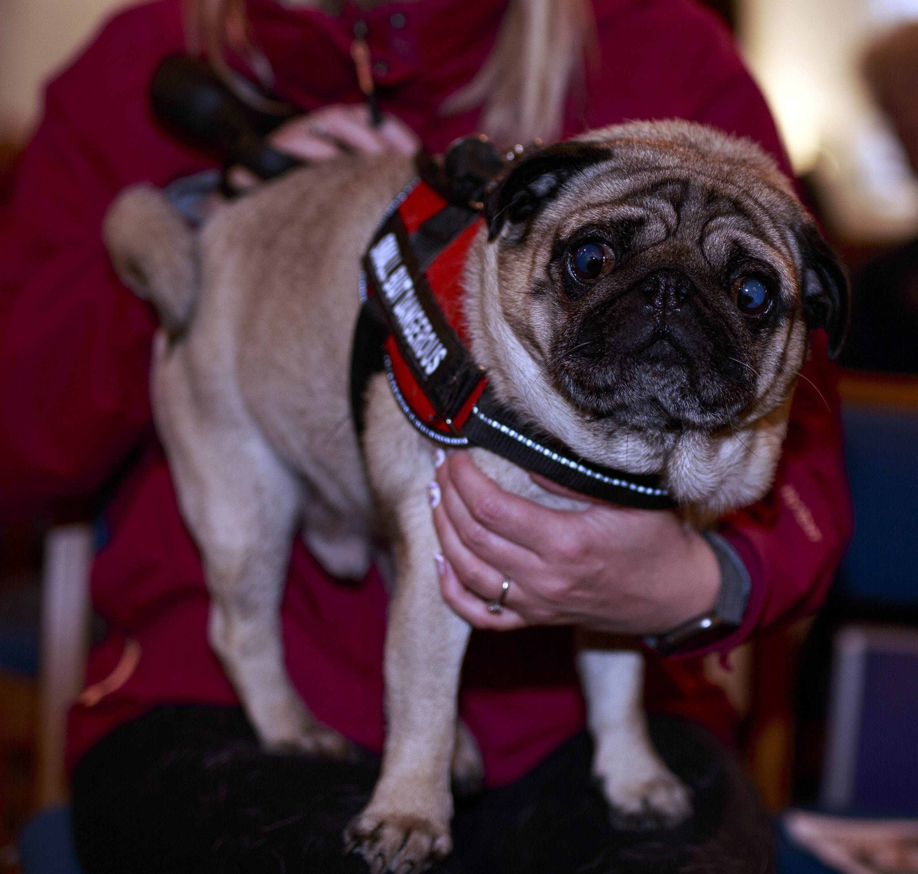 Pet Blessing Ceremony Greyfriars Kirk Edinburgh. Live Edinburgh News