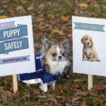 New drive to curb online puppy sales