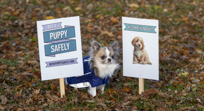 New drive to curb online puppy sales