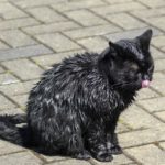 Firefighters rescue cat from Water of Leith