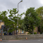 VIDEO: Watch as tree specialist brings down unsafe tree at city police station