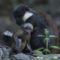 Pictures of L’Hoest’s monkey baby born at Edinburgh Zoo