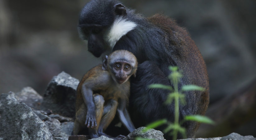 Pictures of L’Hoest’s monkey baby born at Edinburgh Zoo
