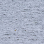 Pictured: Basking Shark spotted near Portobello