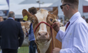 In Pictures: The Royal Highland Show