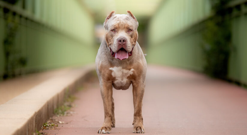 XL Bully dogs will be banned by the end of the year to stop violent attacks